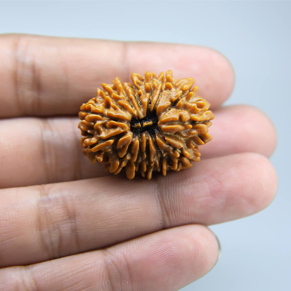 14 Mukhi Rudraksha Nepal (30mm)