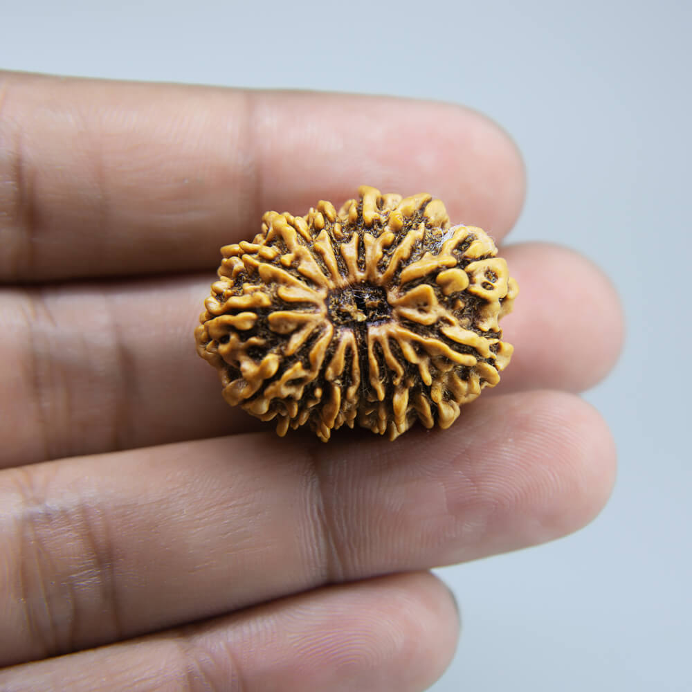 14 Mukhi Rudraksha Nepal (32mm)