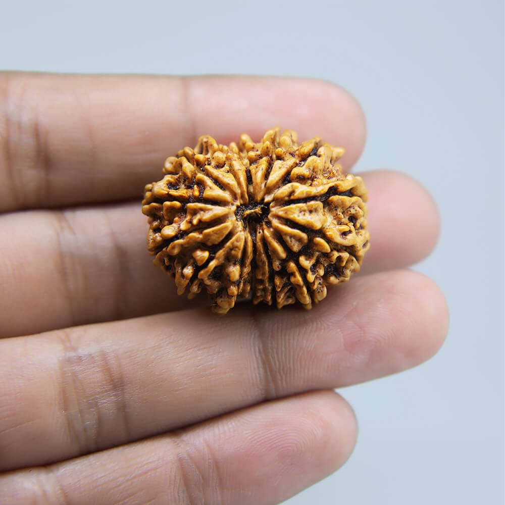 14 Mukhi Rudraksha Nepal (29mm)