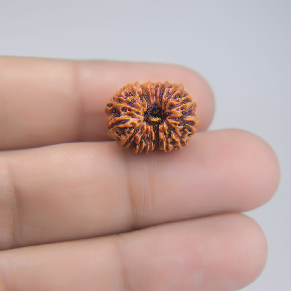14 Mukhi Rudraksha