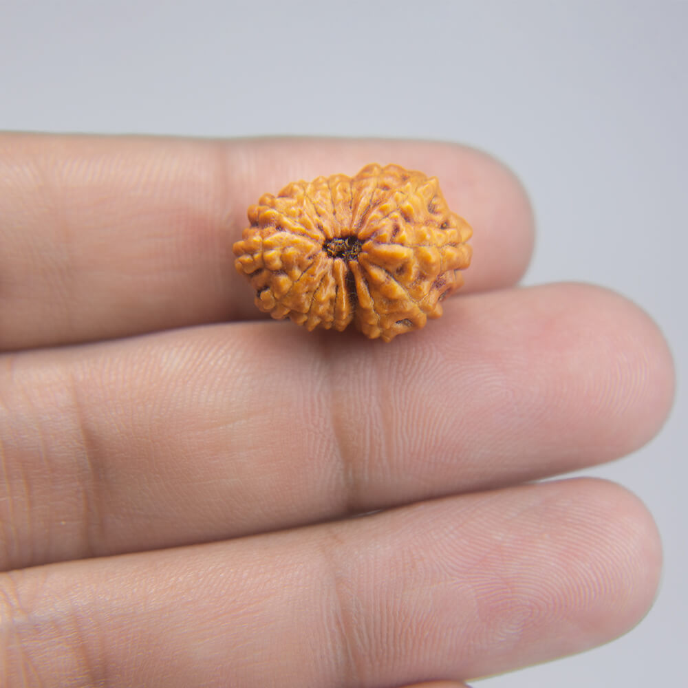 14 Mukhi Rudraksha