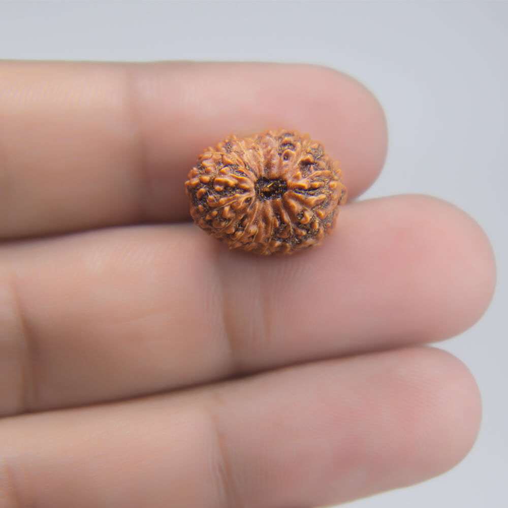 14 Mukhi Rudraksha