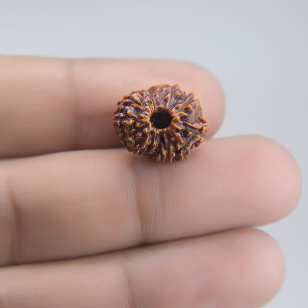 14 Mukhi Rudraksha