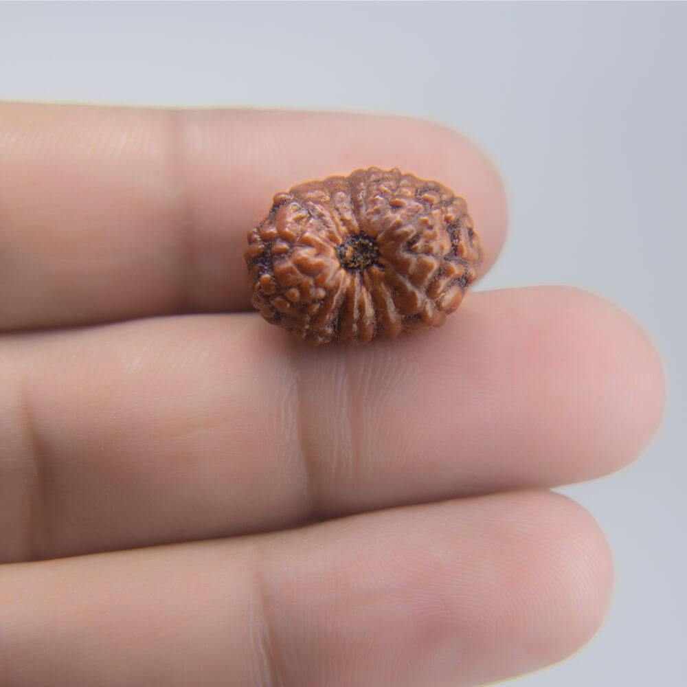 14 Mukhi Rudraksha