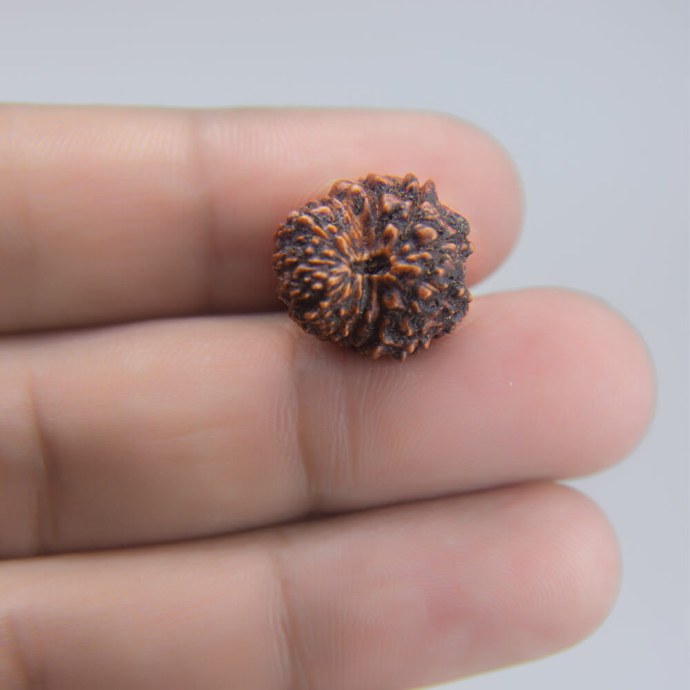 14 Mukhi Rudraksha