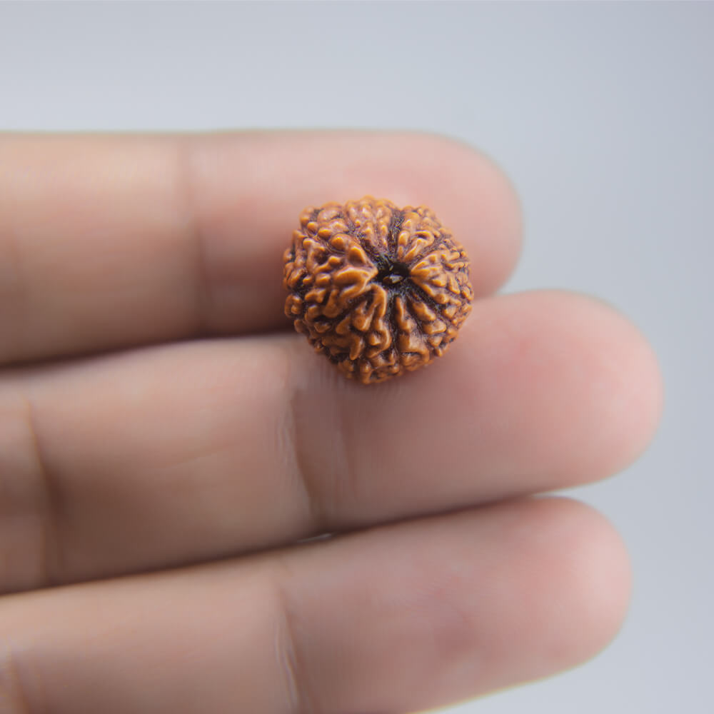 14 Mukhi Rudraksha