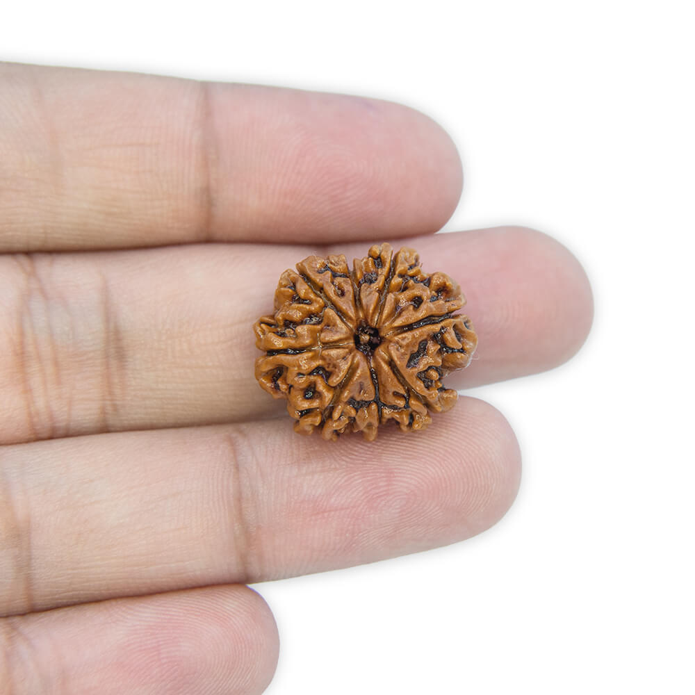 8 Mukhi Rudraksha