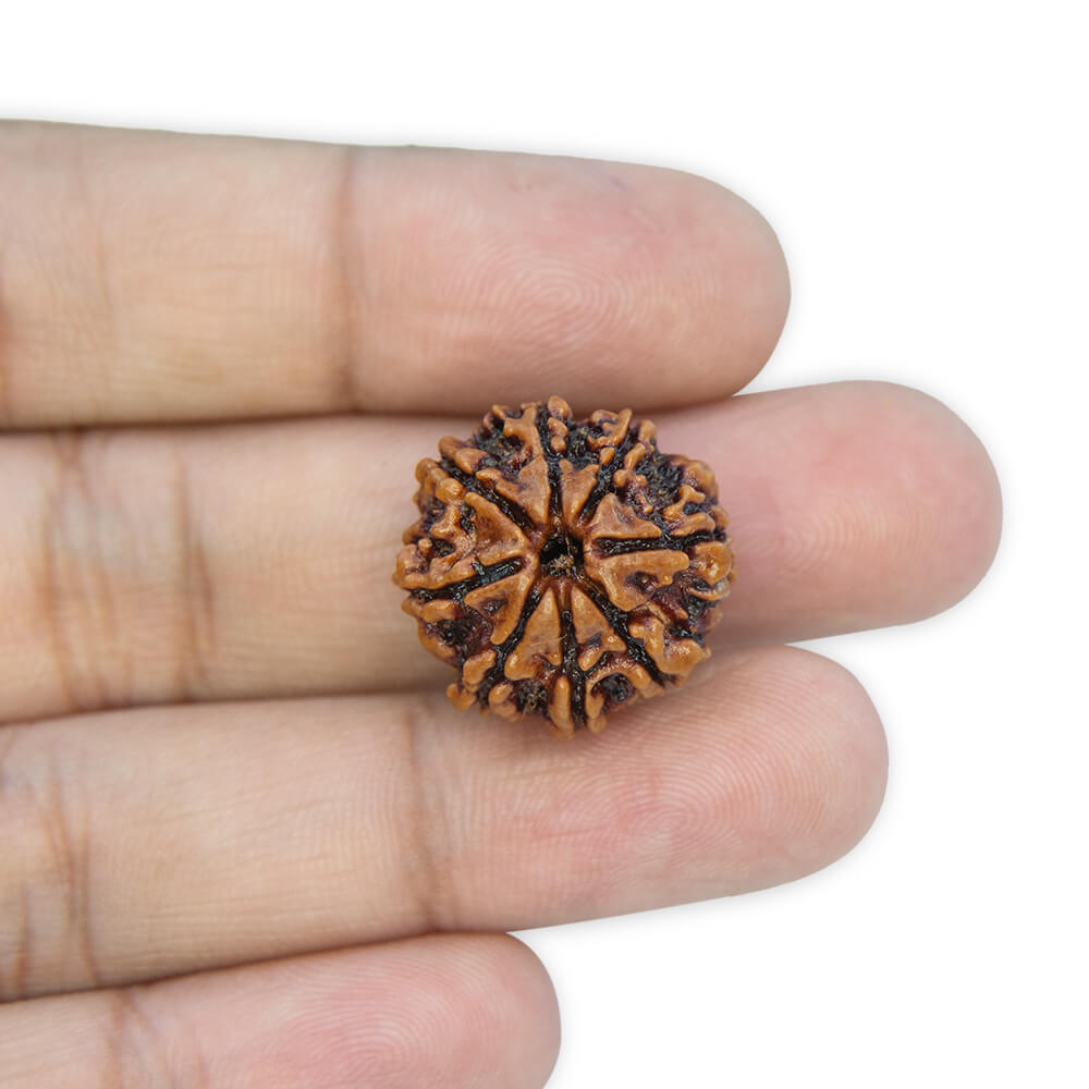 8 Mukhi Rudraksha