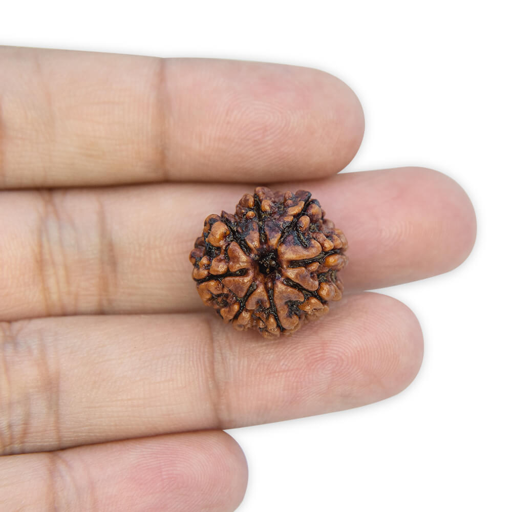 8 Mukhi Rudraksha