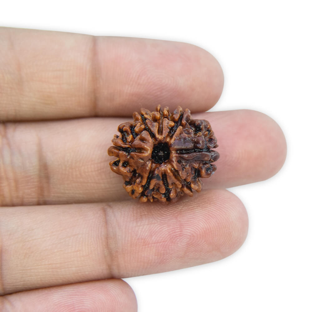 8 Mukhi Rudraksha