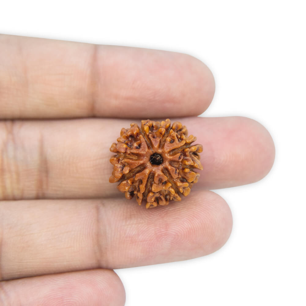 8 Mukhi Rudraksha