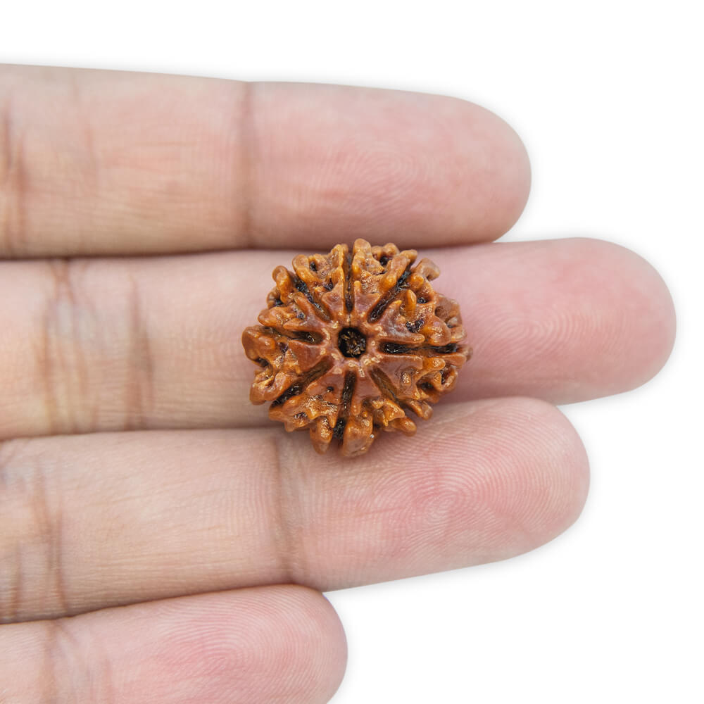 8 Mukhi Rudraksha