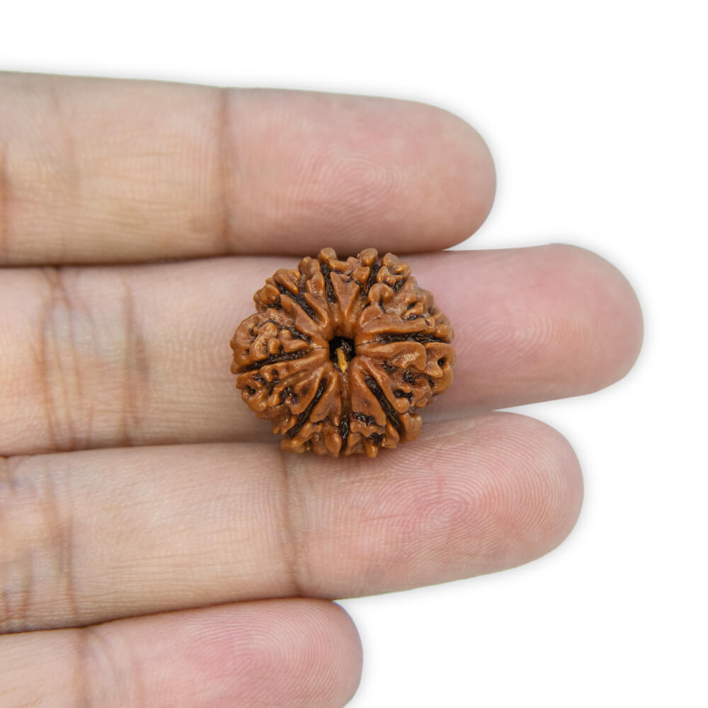 8 Mukhi Rudraksha