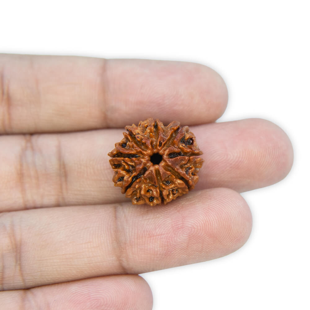 8 Mukhi Rudraksha