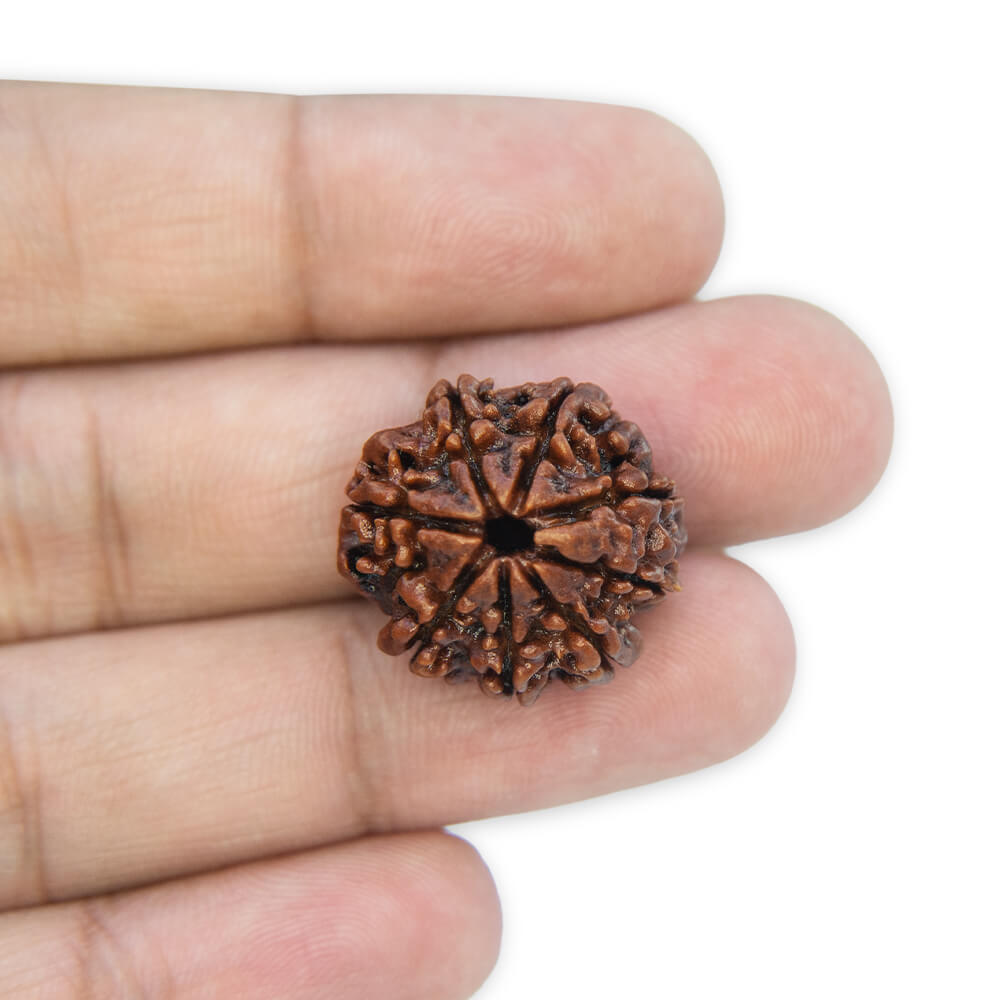 8 Mukhi Rudraksha
