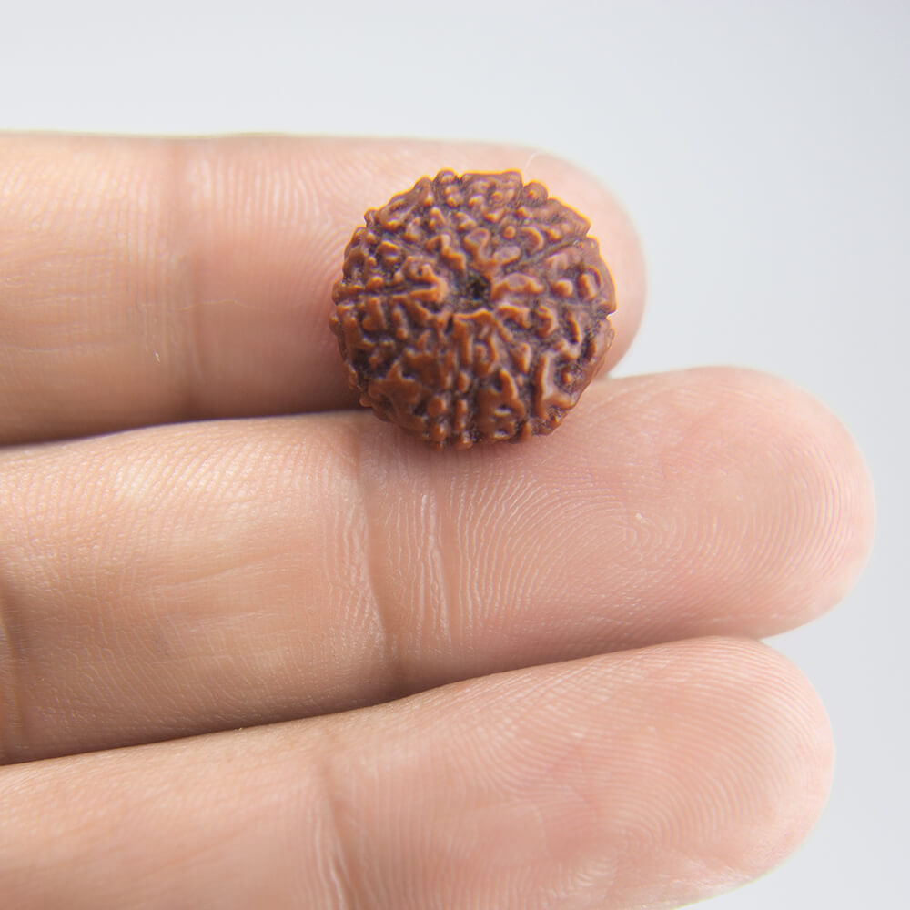 8 Mukhi Rudraksha