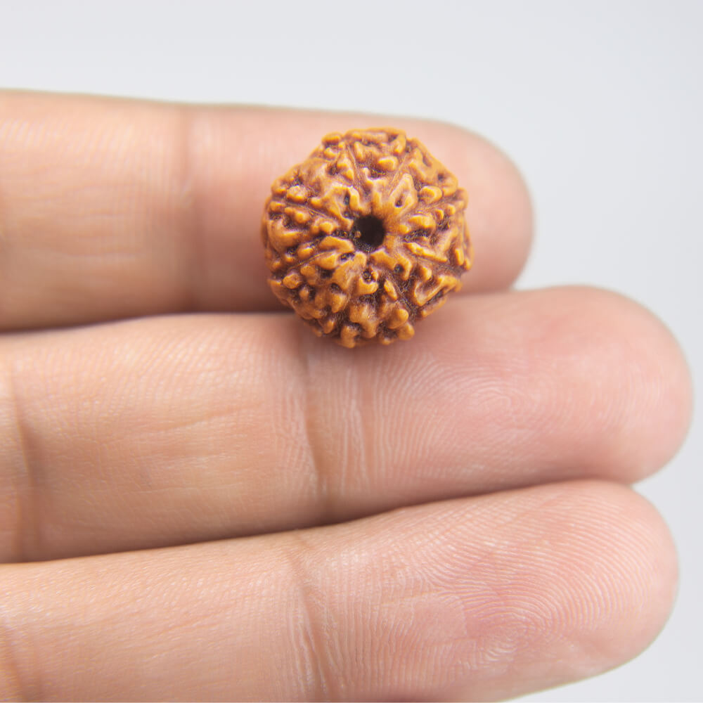 8 Mukhi Rudraksha