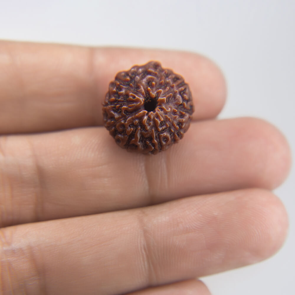8 Mukhi Rudraksha