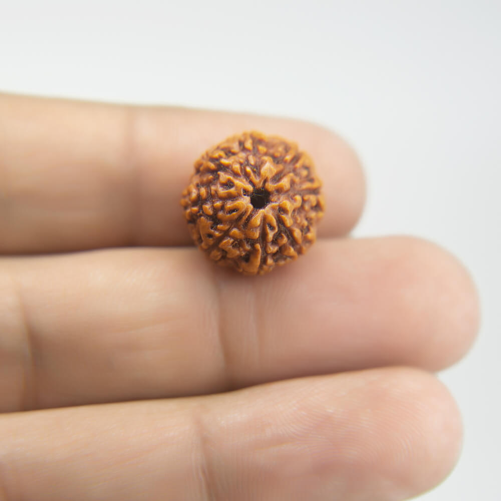 8 Mukhi Rudraksha