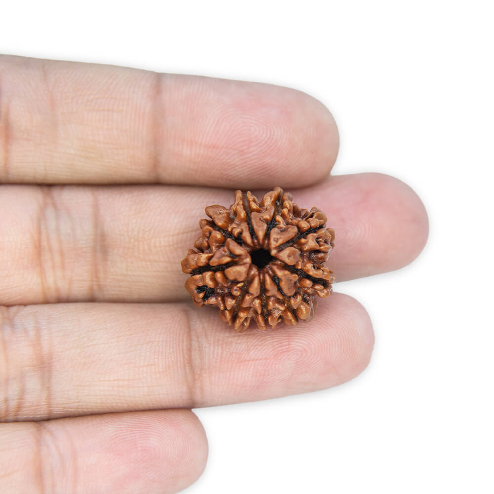 9 Mukhi Rudraksha