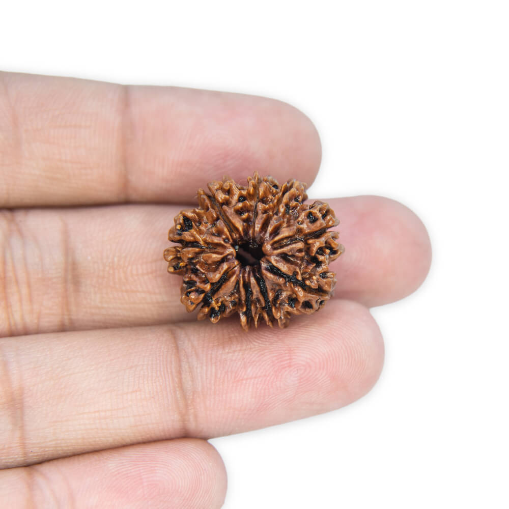 9 Mukhi Rudraksha