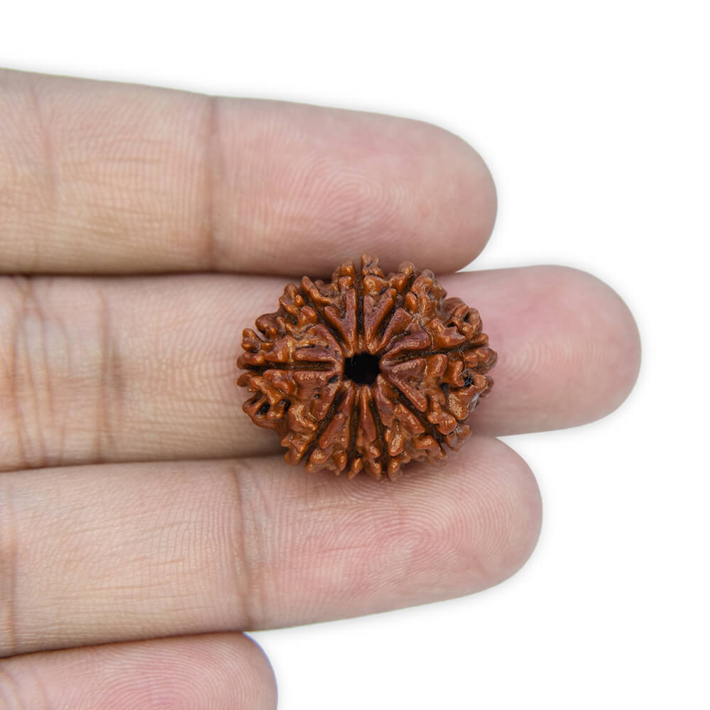 9 Mukhi Rudraksha