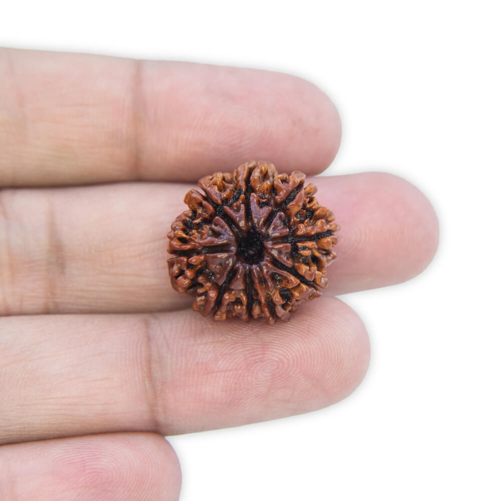 9 Mukhi Rudraksha