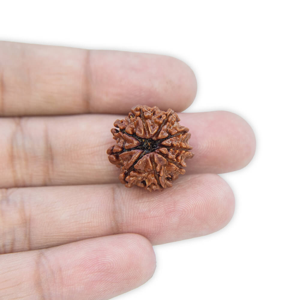 9 Mukhi Rudraksha