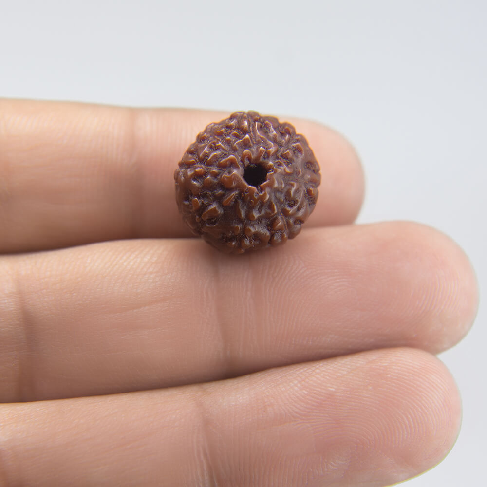 9 Mukhi Rudraksha