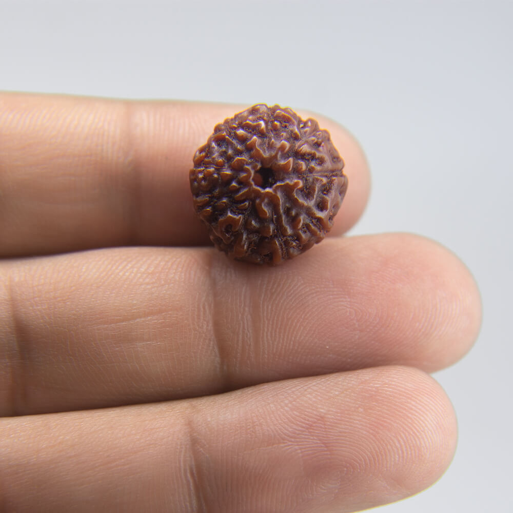 9 Mukhi Rudraksha