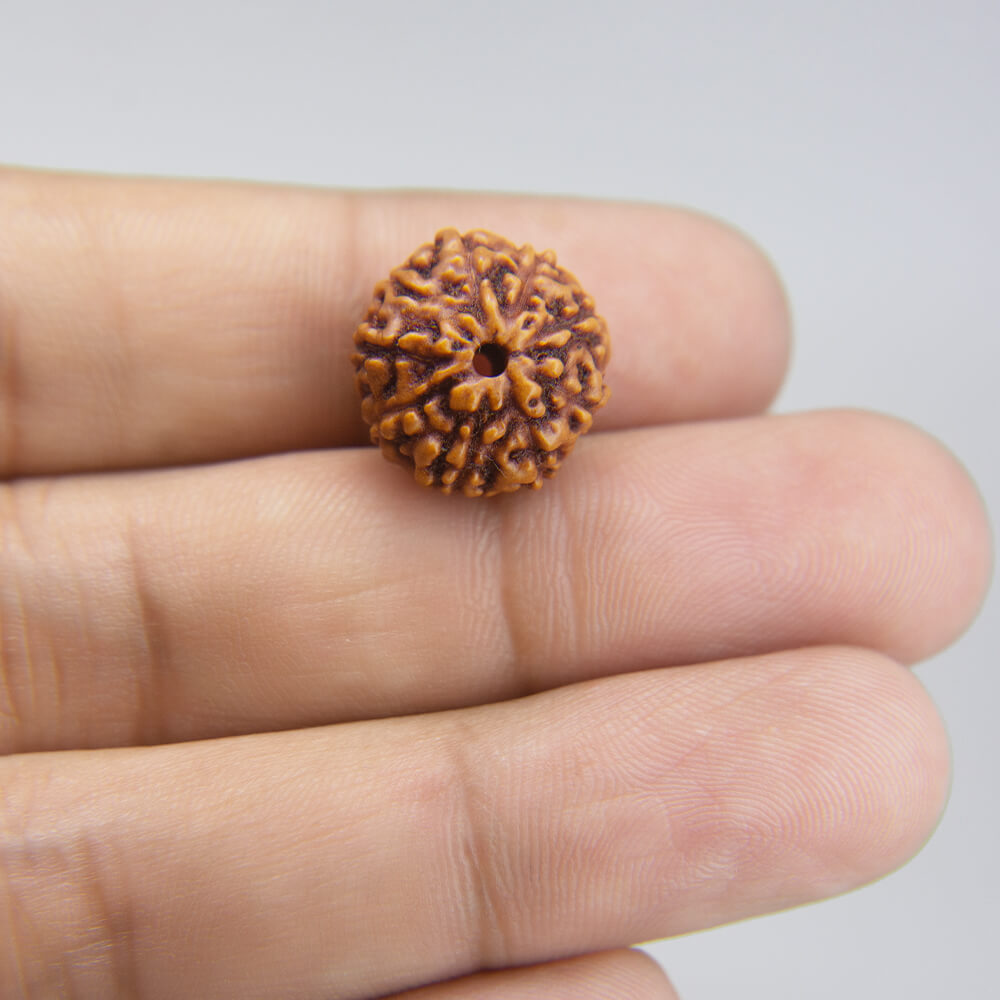 9 Mukhi Rudraksha