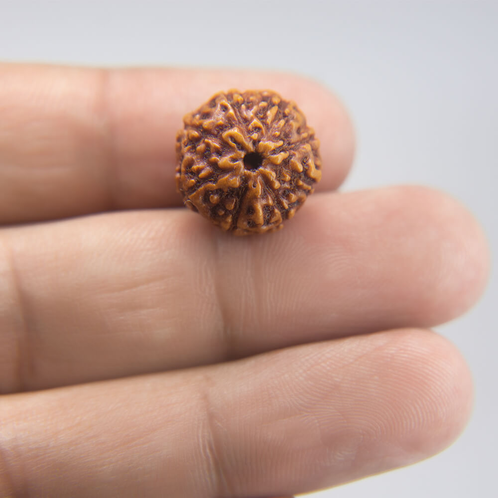 9 Mukhi Rudraksha