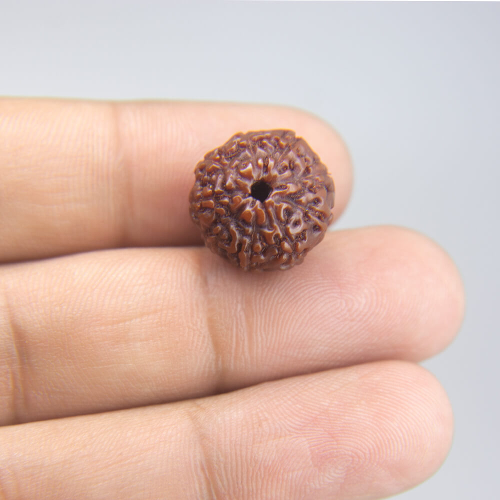 9 Mukhi Rudraksha