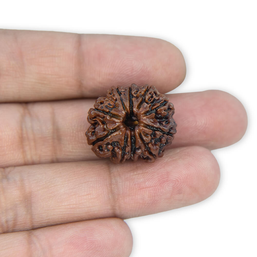10 Mukhi Rudraksha