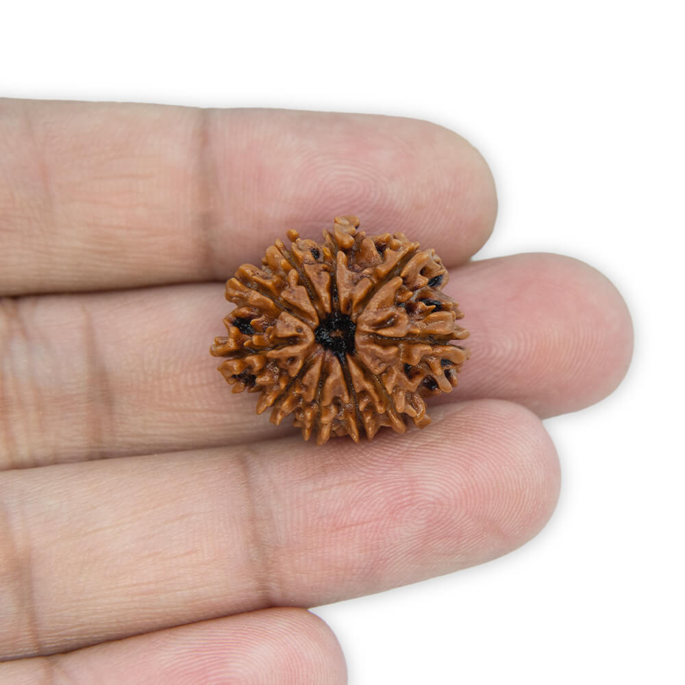 10 Mukhi Rudraksha