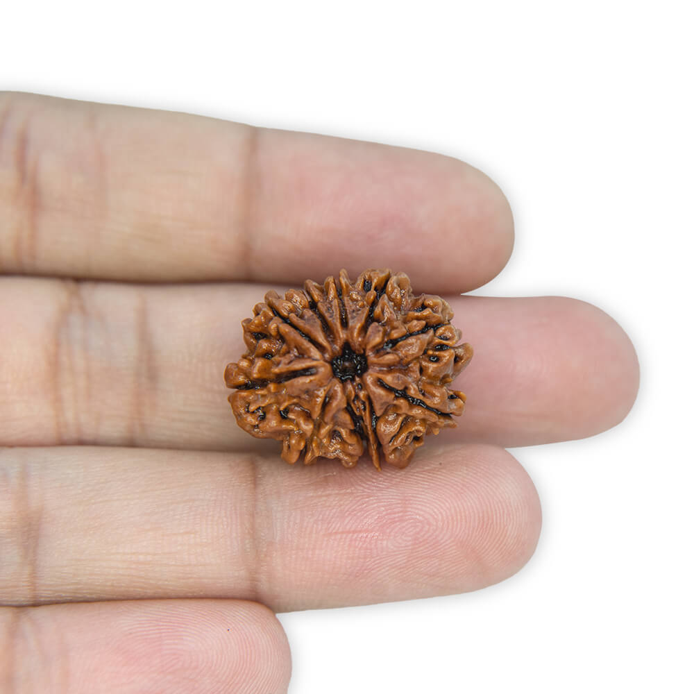 10 Mukhi Rudraksha