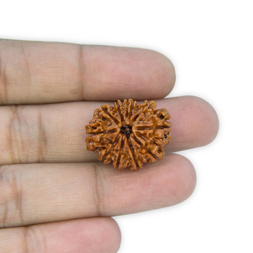 10 Mukhi Rudraksha