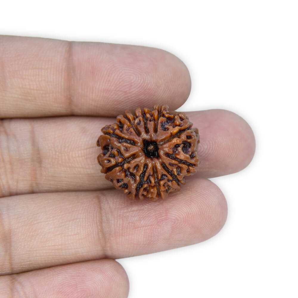 10 Mukhi Rudraksha