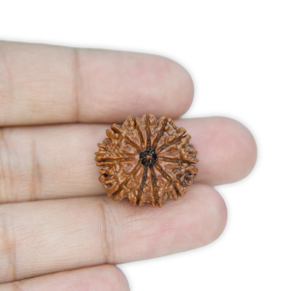 11 Mukhi Rudraksha