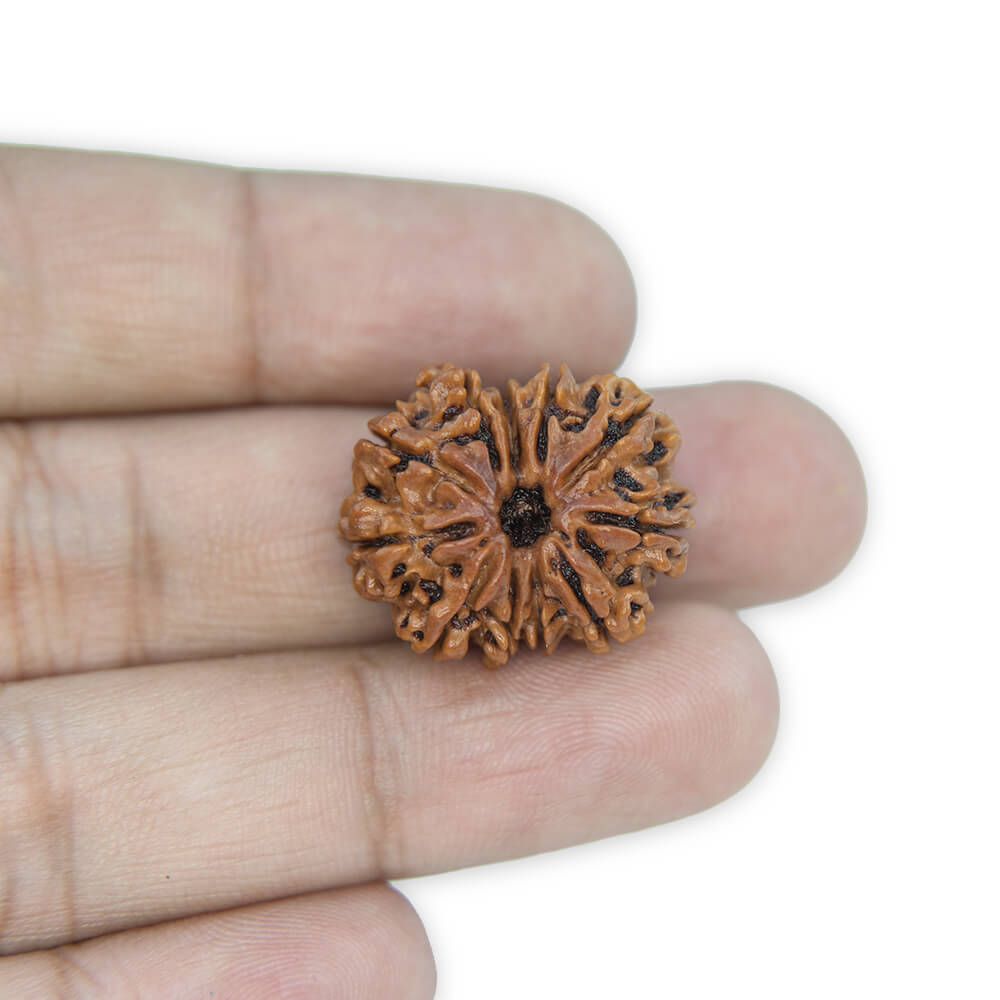 11 Mukhi Rudraksha