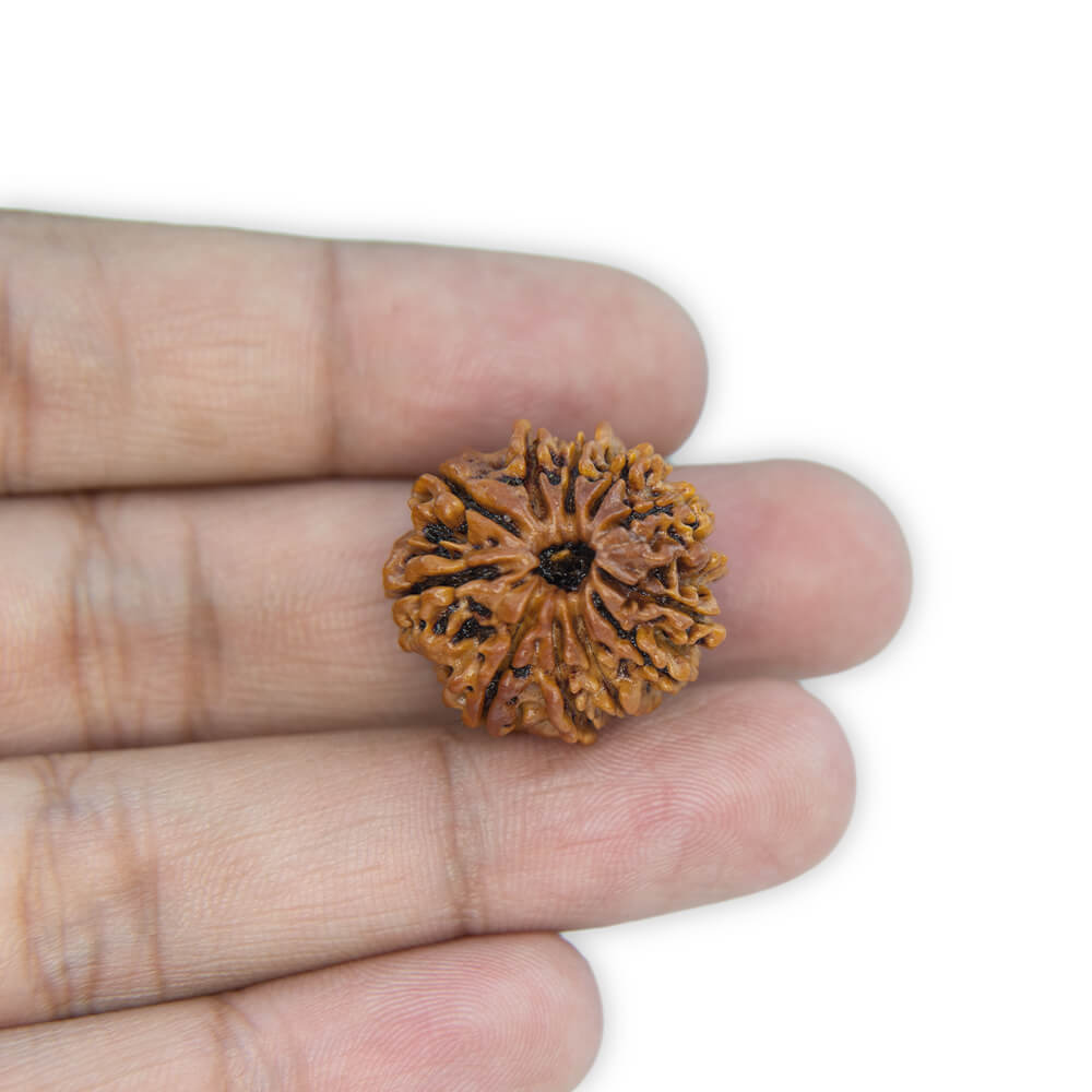 11 Mukhi Rudraksha
