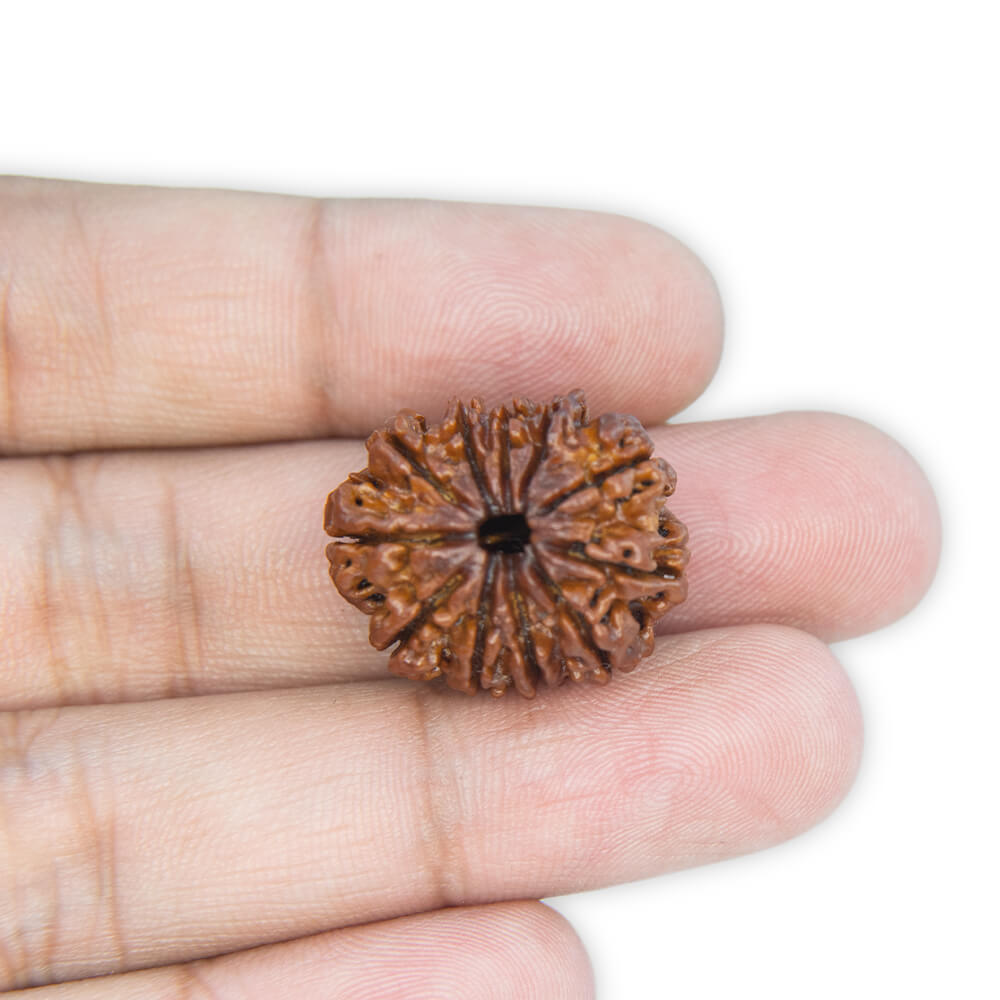 11 Mukhi Rudraksha