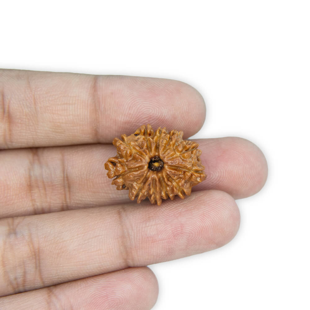 11 Mukhi Rudraksha