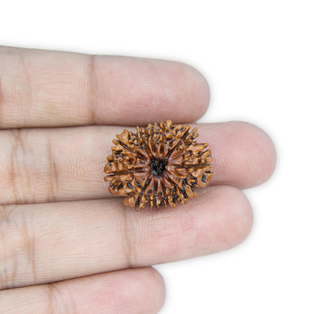 11 Mukhi Rudraksha