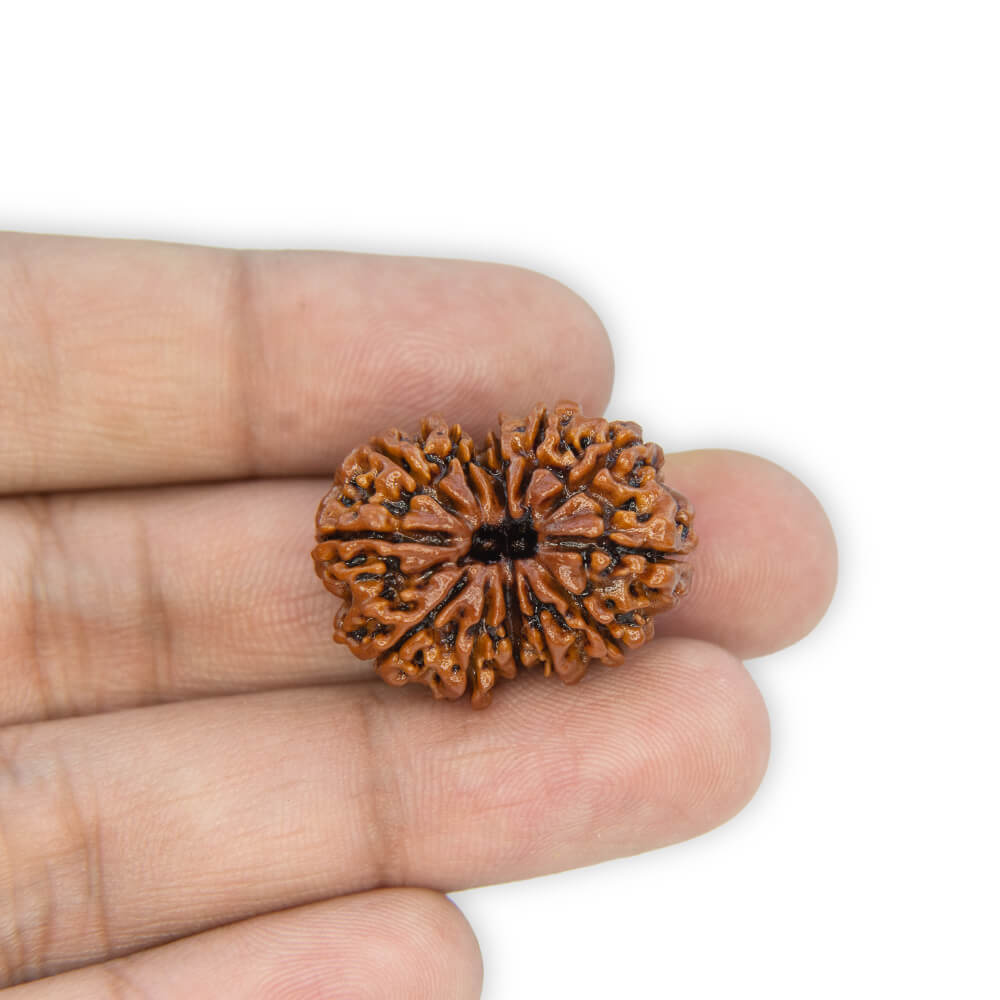12 Mukhi Rudraksha