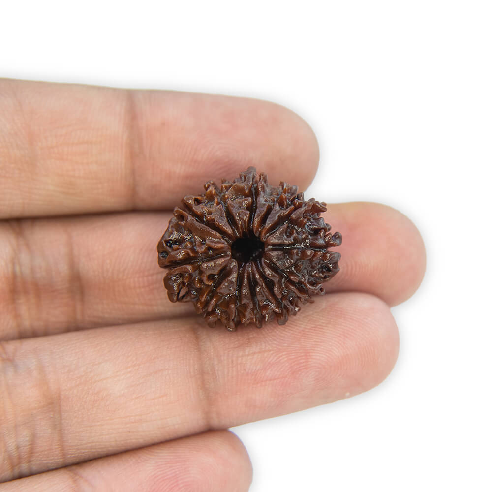 12 Mukhi Rudraksha