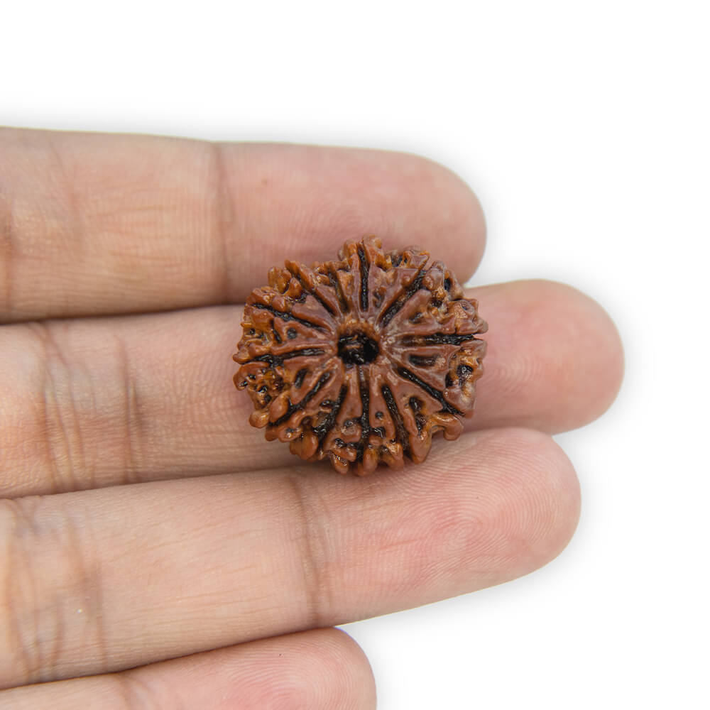 12 Mukhi Rudraksha