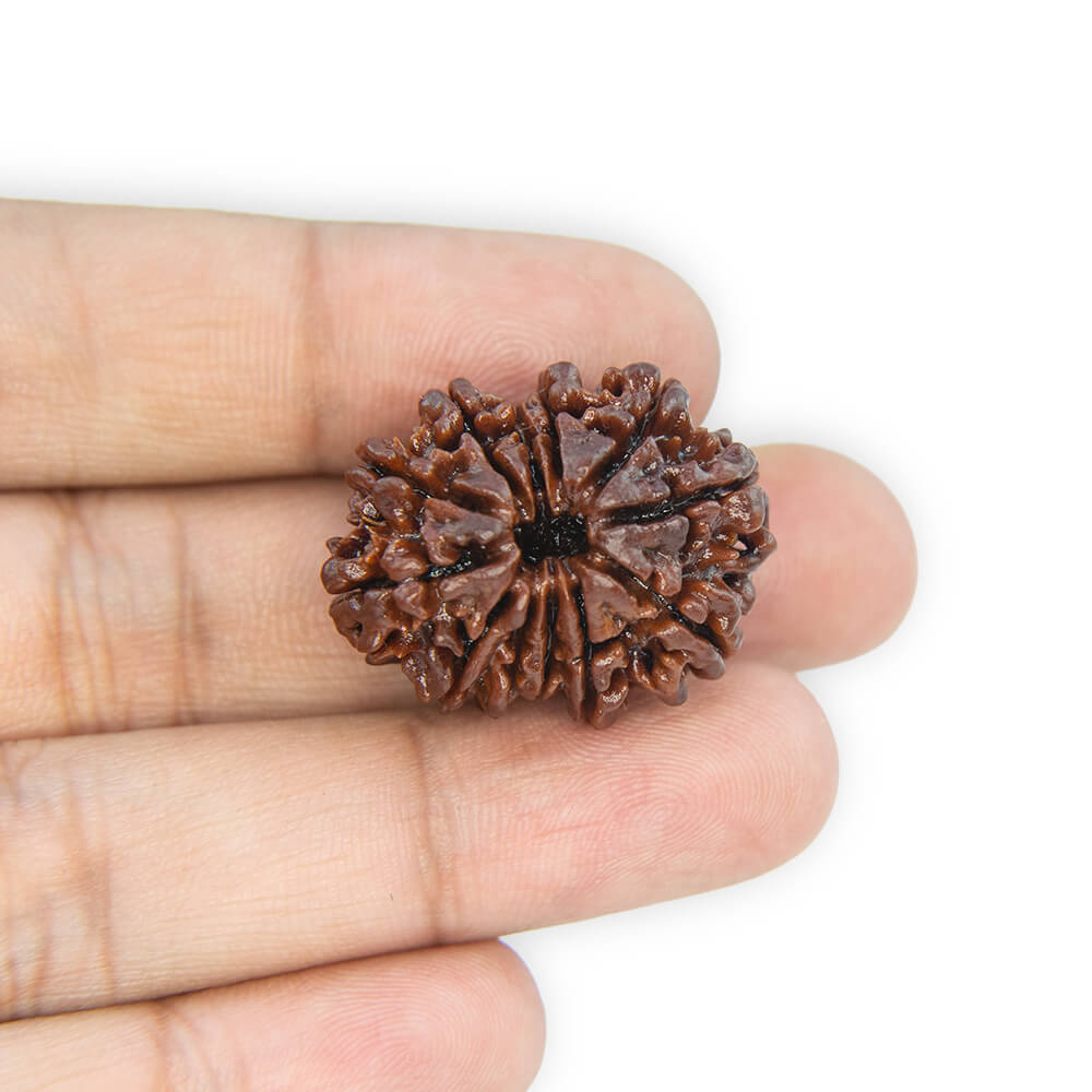 12 Mukhi Rudraksha