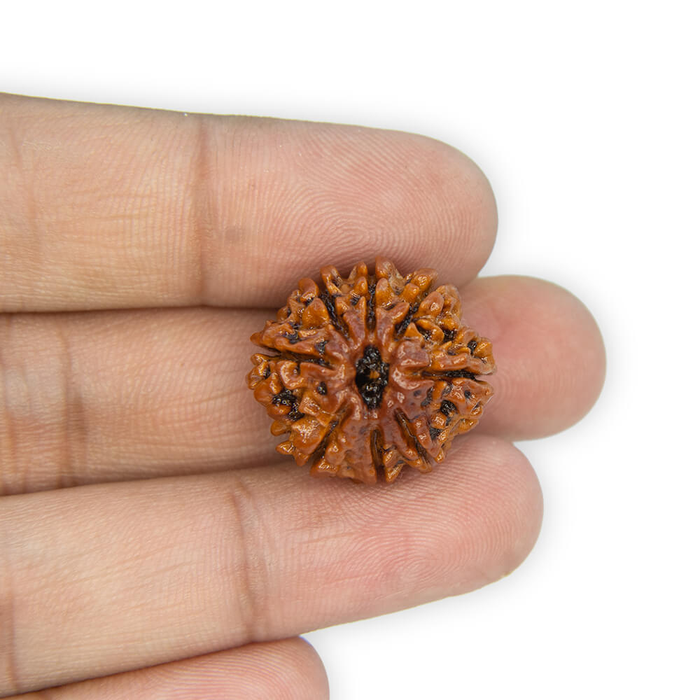 12 Mukhi Rudraksha