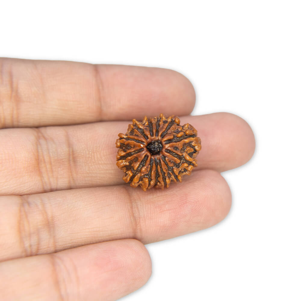 13 Mukhi Rudraksha